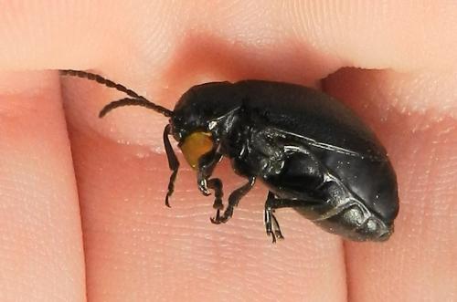 Galeruca tanaceti